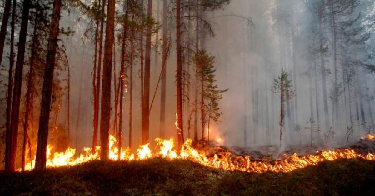 У Кременчуцькому районі горів ліс