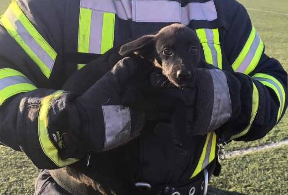 Не гол! У Горішніх Плавнях собака втрапив у футбольні ворота