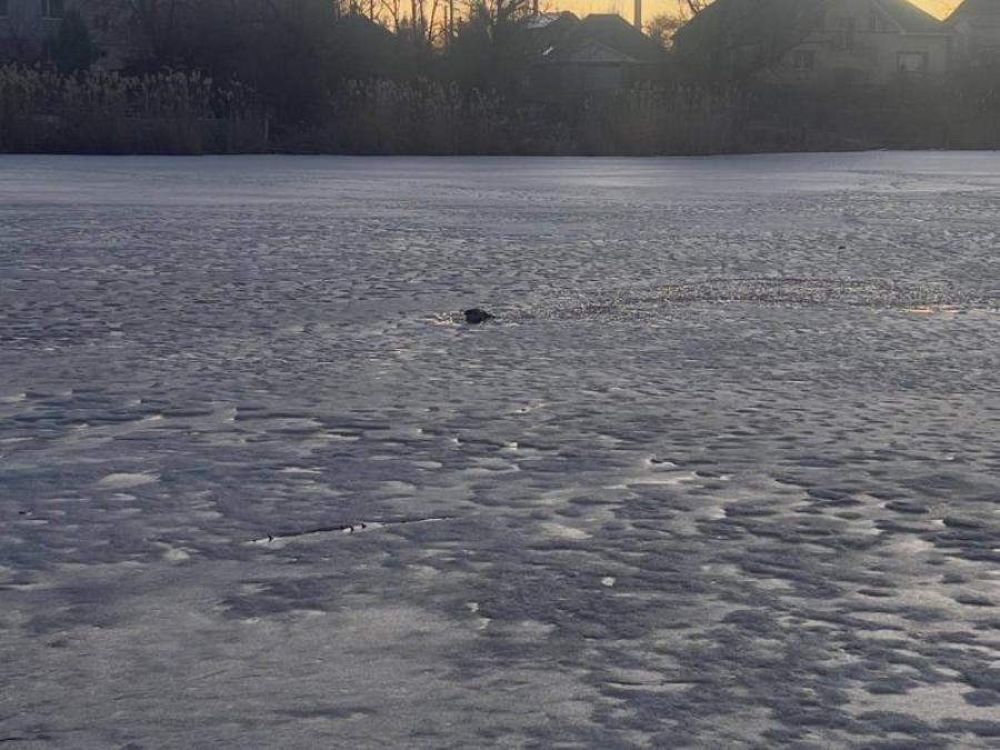 У Кременчуці собака провалився під кригу