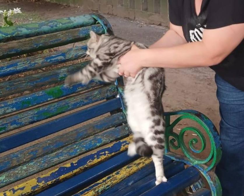 Операція «Котик»: ДСНС допомогла жительці Крюкова повернути улюбленця
