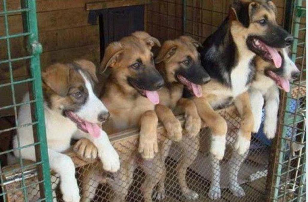 Скарги на шум і санітарні норми: у Кременчуці перевірять приватний притулок для собак