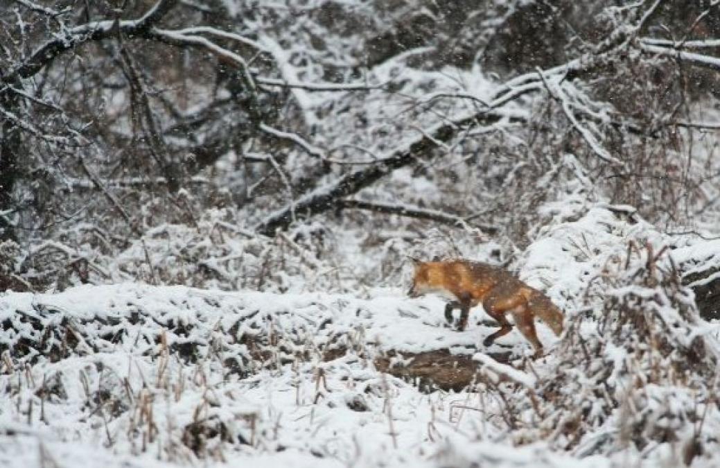 Завтра 4 січня: іменини, свята, прикмети